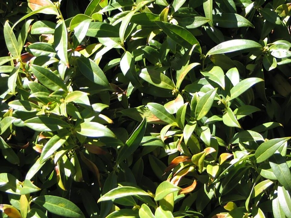 Sarcococca hookeriana var. humilis (low sarcococca) (alternate view 4)