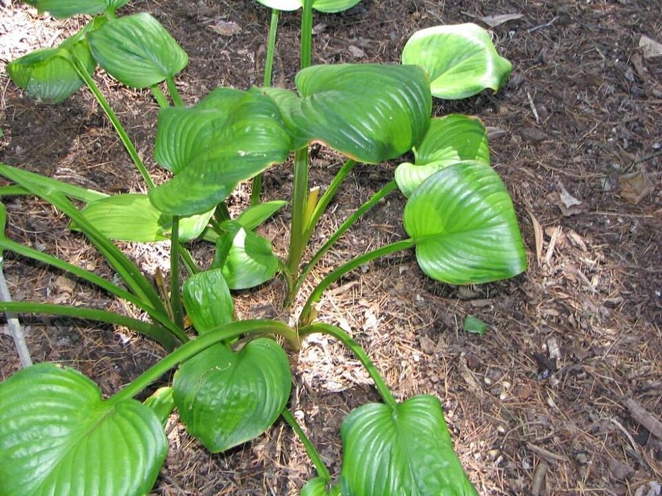 Hosta 'Guacamole' (Guacamole Hosta) (alternate view 2)