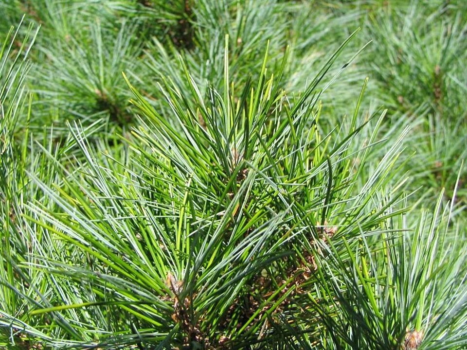 Pinus strobus 'Nana' (Dwarf White Pine)