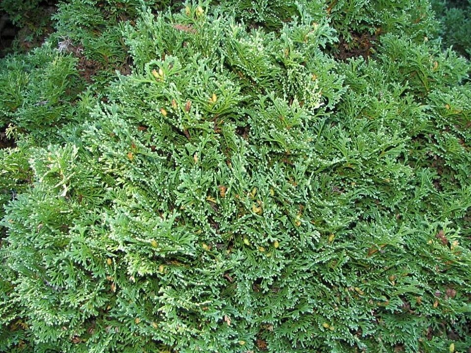 Thuja occidentalis 'Hetz Midget' (Hetz Midget Arborvitae)