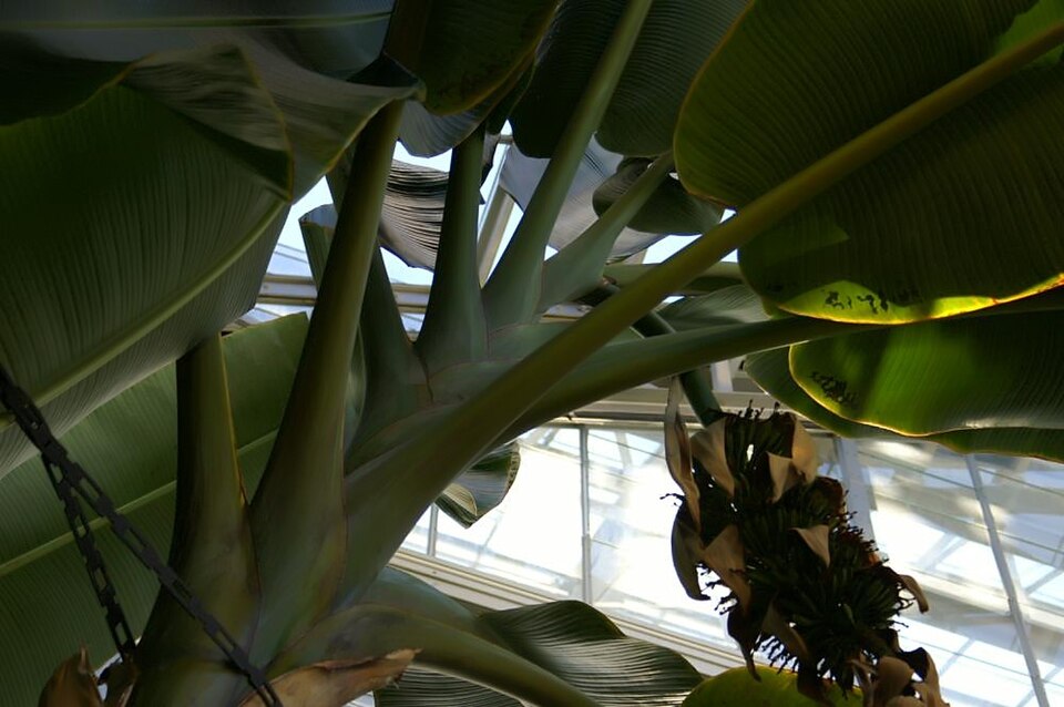 Musa textilis (abacá, Manila hemp) (alternate view 7)