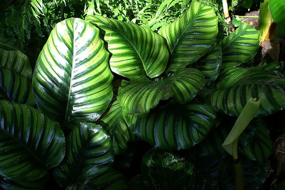 Goeppertia orbifolia (Round-Leaved Calathea) (alternate view 6)
