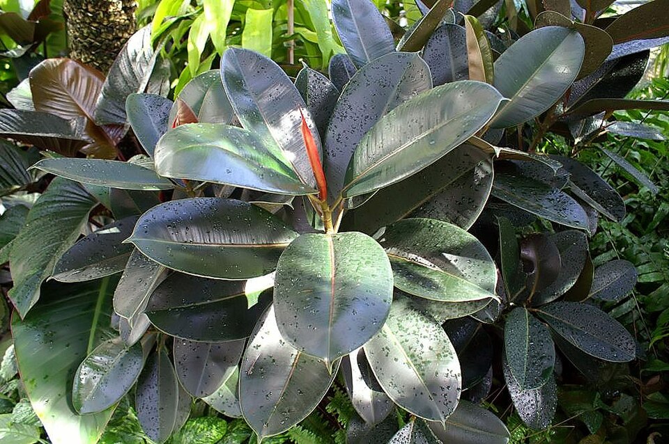 Ficus elastica 'Burgundy' (Burgundy Rubber Tree)