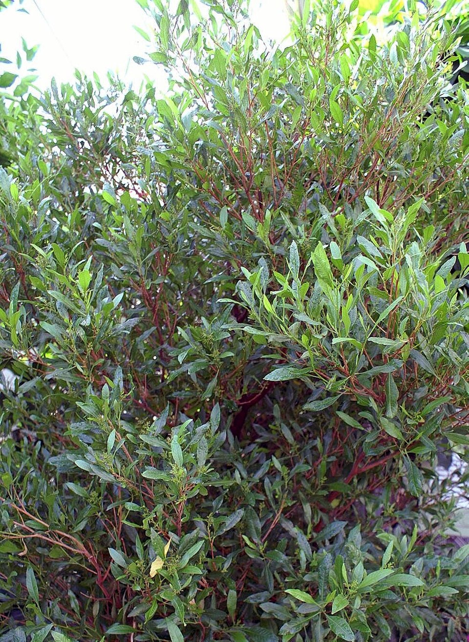 Dodonaea viscosa (Akeake)