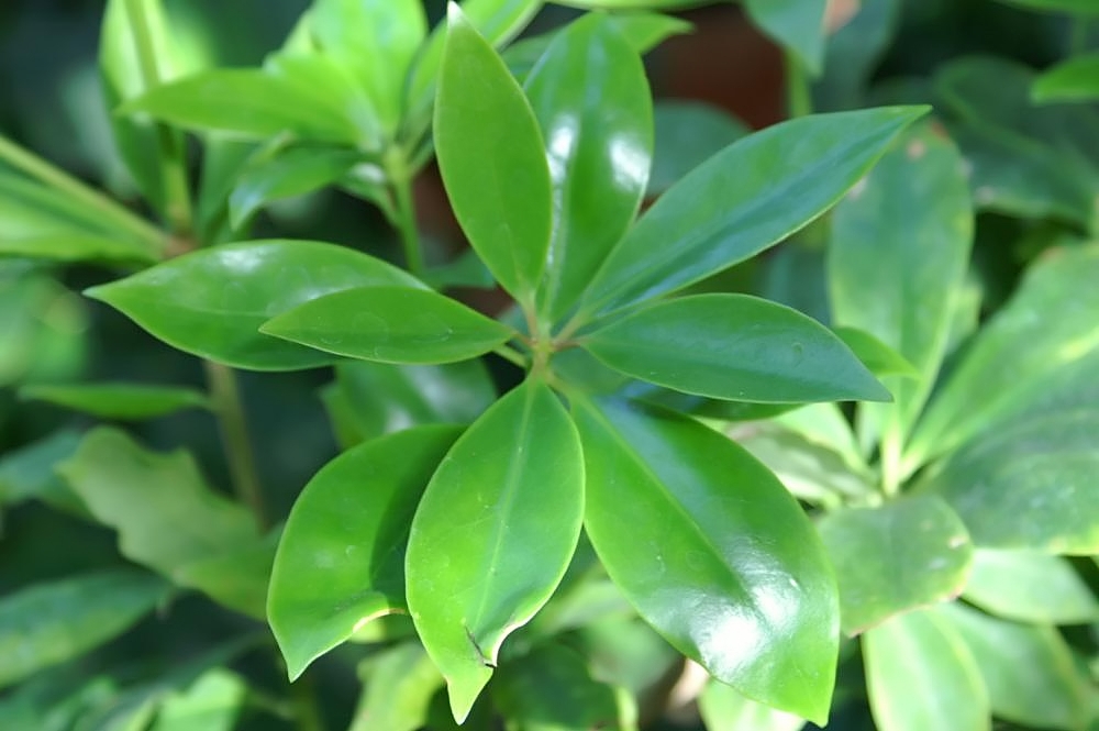 Illicium verum, Star anise — upright evergreen (Schisandraceae) (image 8 of 9)
