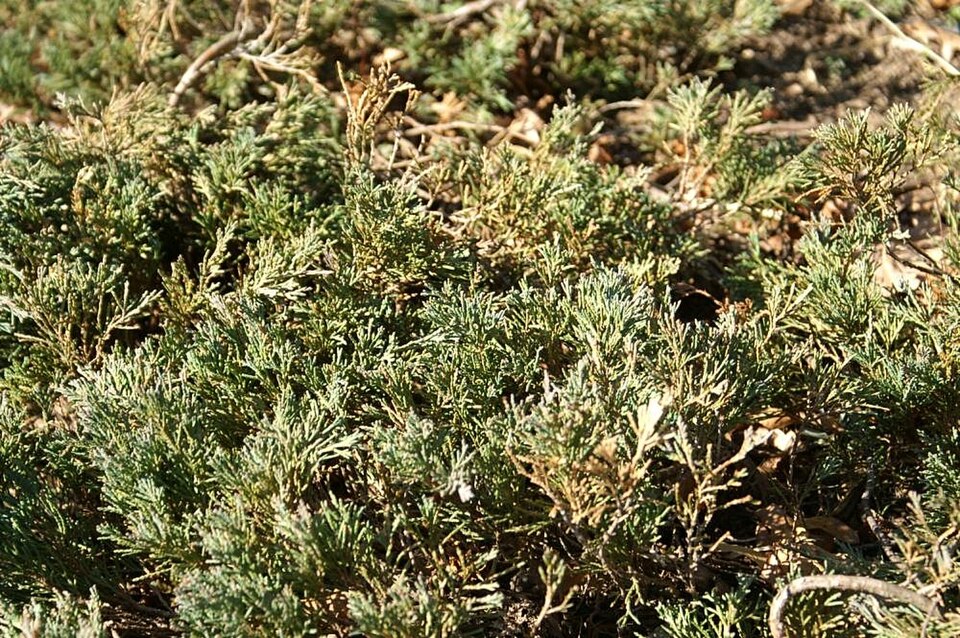 Juniperus horizontalis 'Wiltonii' (Blue Rug Juniper) (alternate view 4)