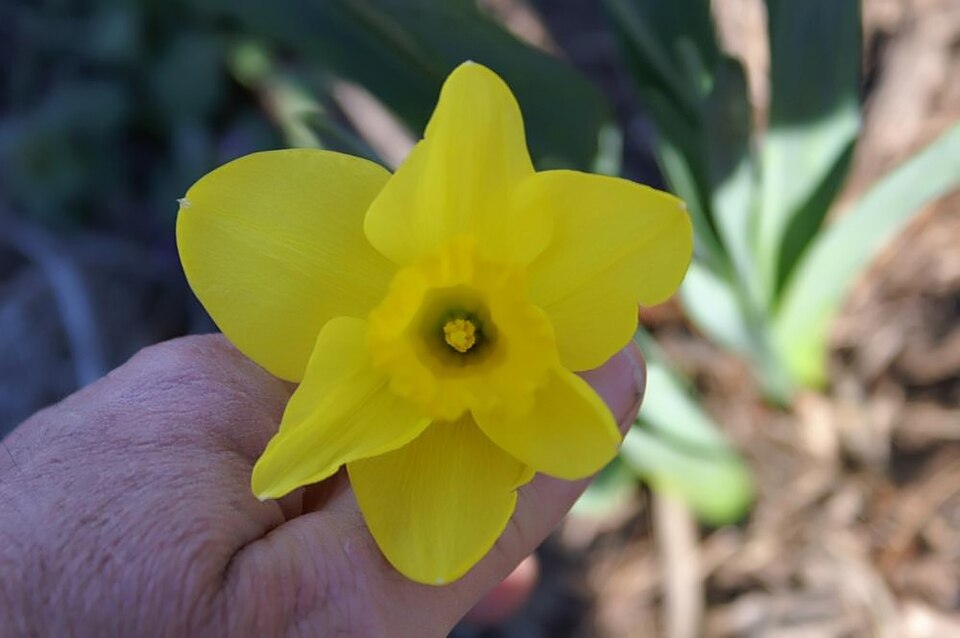 Narcissus 'Saint Keverne' (Saint Keverne Daffodil) (alternate view 2)