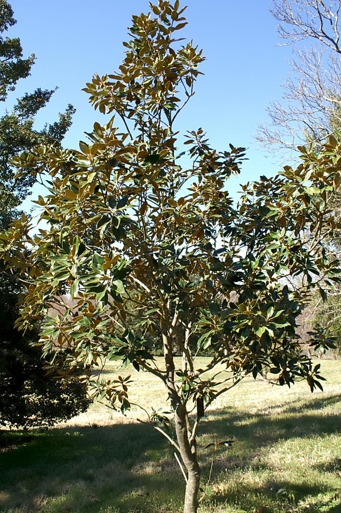 Magnolia grandiflora 'Little Gem' (Little Gem Magnolia) (alternate view 5)