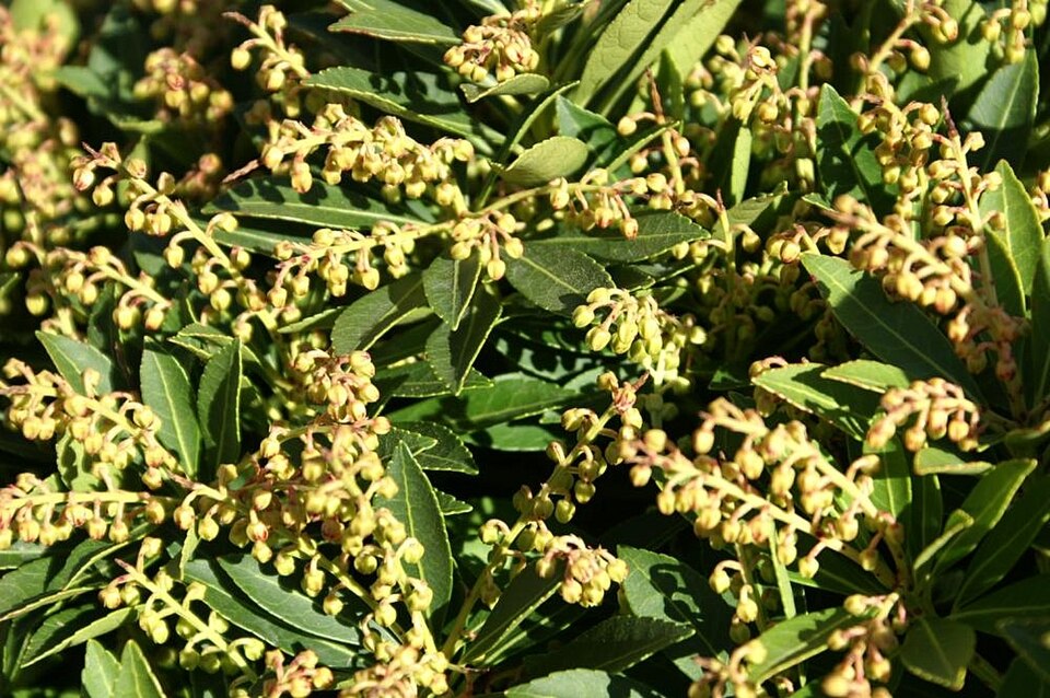 Pieris japonica 'Cavatine' (Cavatine Japanese Pieris)