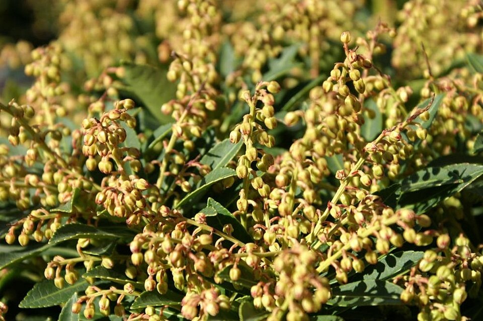 Pieris japonica 'Cavatine' (Cavatine Japanese Pieris) (alternate view 2)