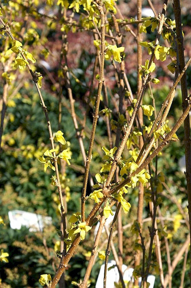 Forsythia × intermedia 'Lynwood Gold' (Lynwood Gold Forsythia)