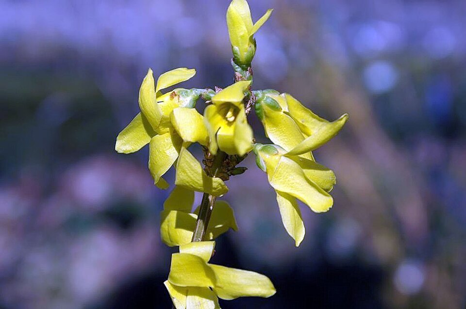 Forsythia × intermedia 'Lynwood Gold' (Lynwood Gold Forsythia) (alternate view 2)