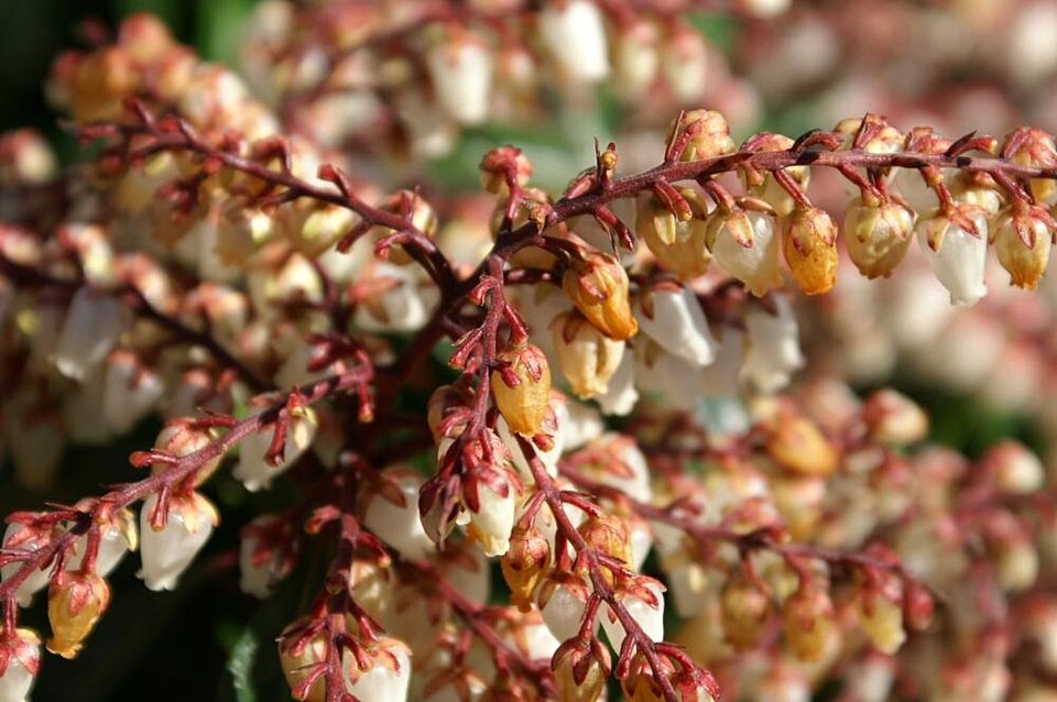 Pieris japonica 'Dorothy Wyckoff' (Dorothy Wyckoff Pieris) (alternate view 4)