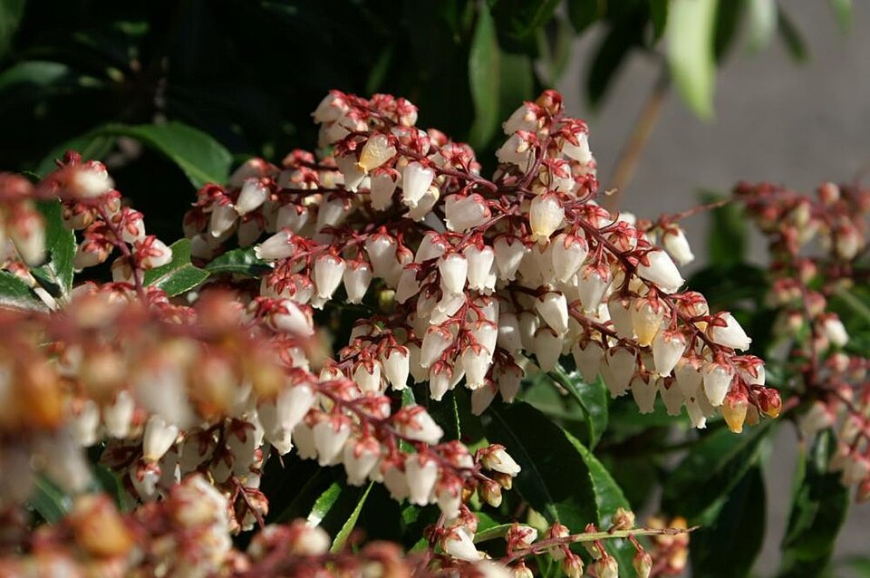 Pieris japonica 'Dorothy Wyckoff' (Dorothy Wyckoff Pieris) (alternate view 5)