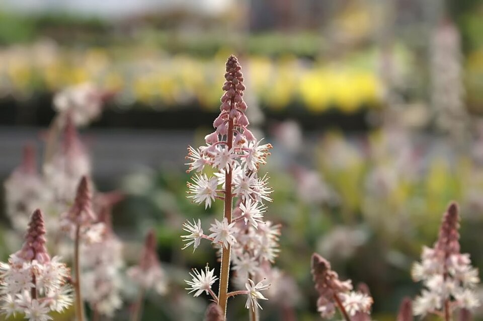 Tiarella cordifolia 'Oakleaf' (Oakleaf Foamflower)