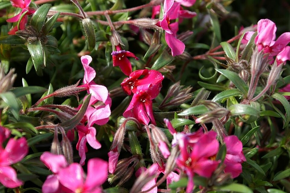 Phlox subulata 'Scarlet Flame' (Scarlet Flame Carpet Phlox) (alternate view 4)