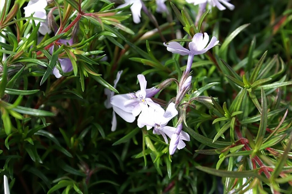 Phlox subulata 'Emerald Blue' (Emerald Blue Creeping Phlox) (alternate view 2)