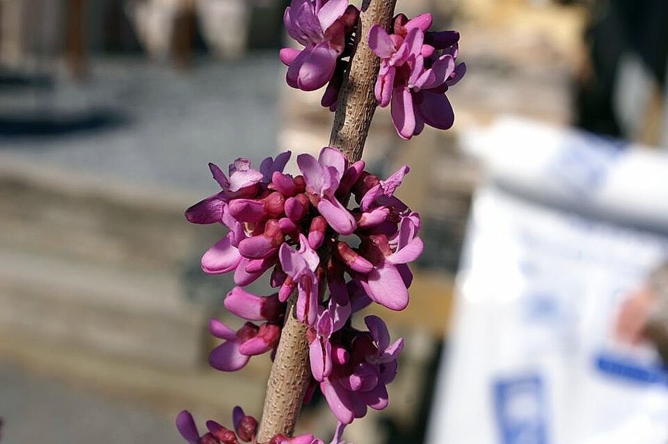 Cercis chinensis 'Avondale' (Avondale Chinese Redbud) (alternate view 2)