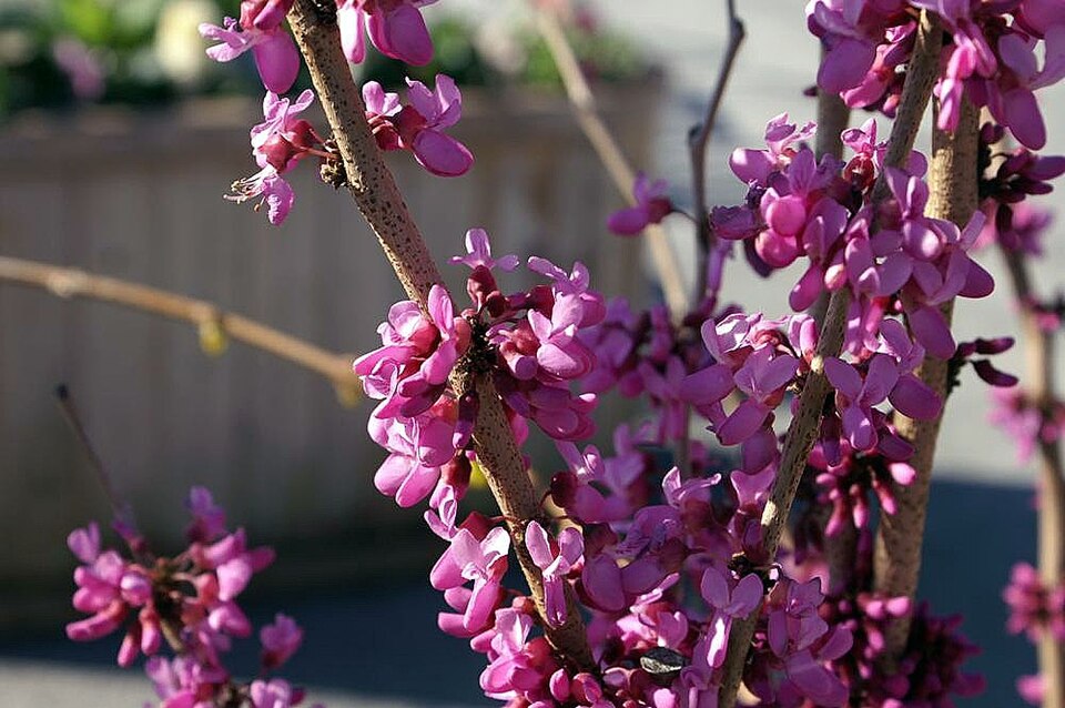 Cercis chinensis 'Avondale' (Avondale Chinese Redbud) (alternate view 3)