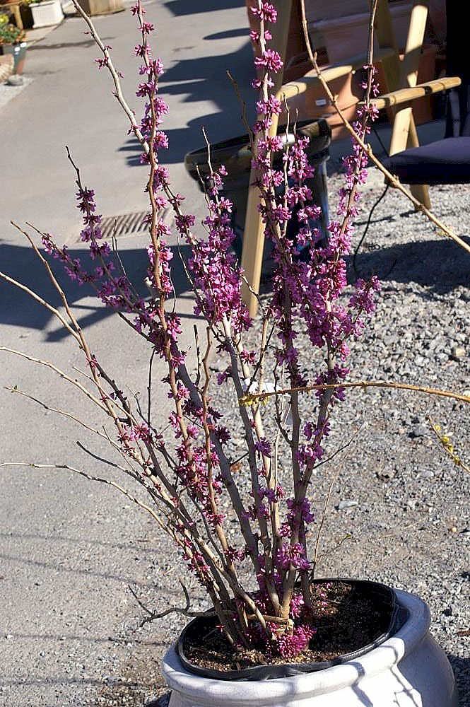 Cercis chinensis 'Avondale' (Avondale Chinese Redbud) (alternate view 4)