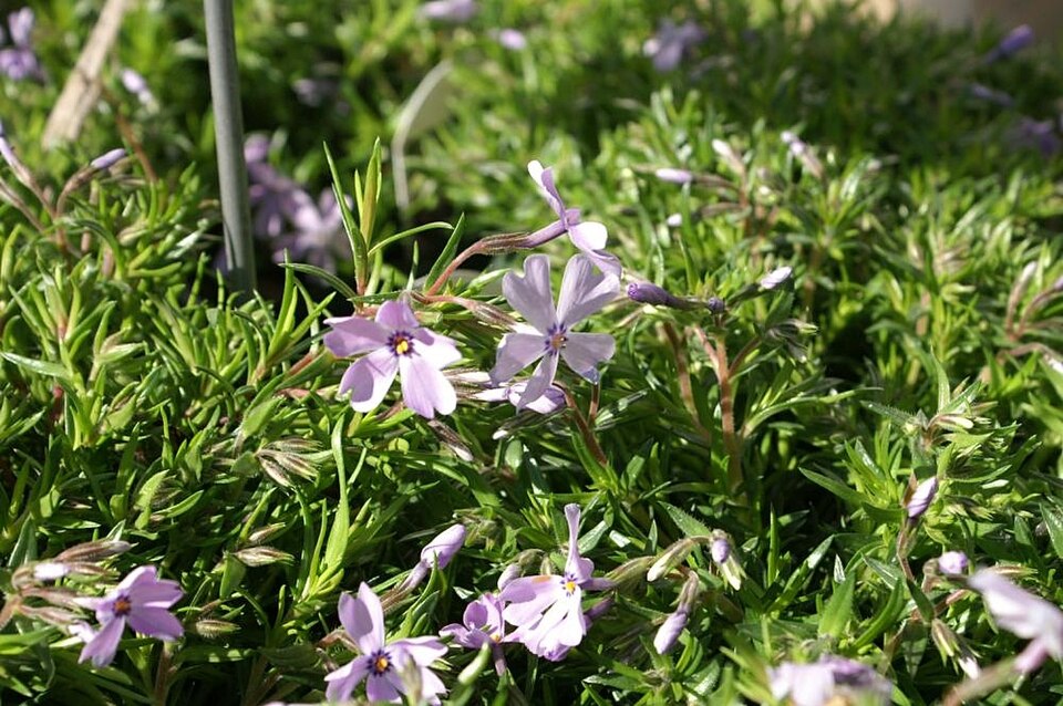 Phlox subulata 'Emerald Blue' (Emerald Blue Creeping Phlox) (alternate view 3)