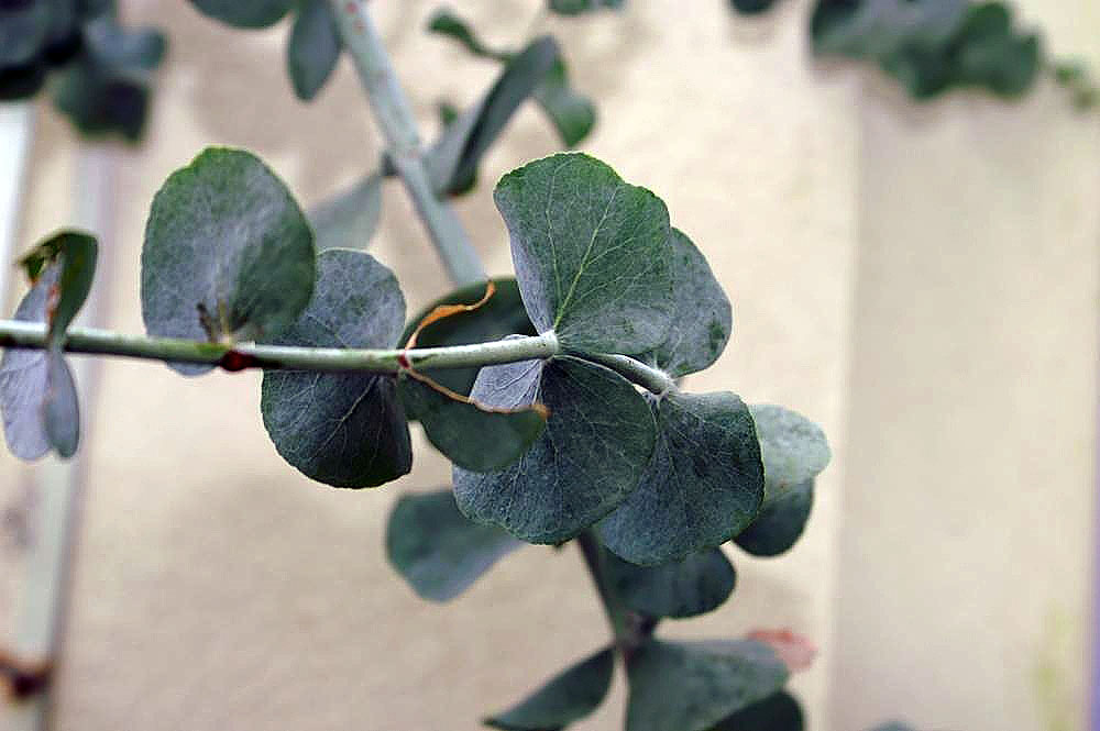 Eucalyptus cinerea, Argyle apple — upright evergreen (Myrtaceae) (image 8 of 8)