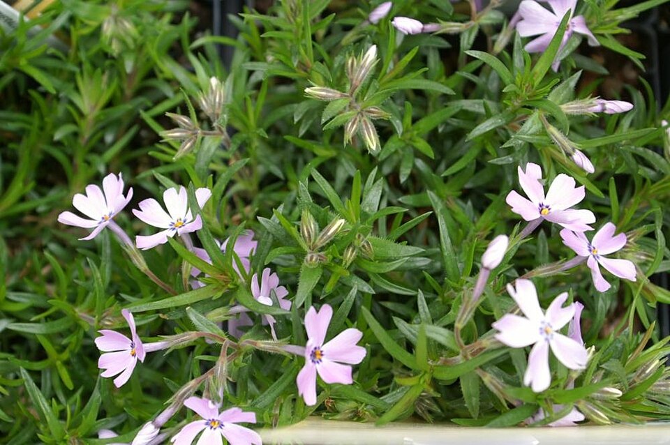 Phlox subulata 'Emerald Blue' (Emerald Blue Creeping Phlox) (alternate view 4)