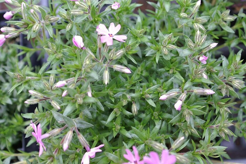 Phlox subulata 'Fort Hill' (Fort Hill Creeping Phlox) (alternate view 2)