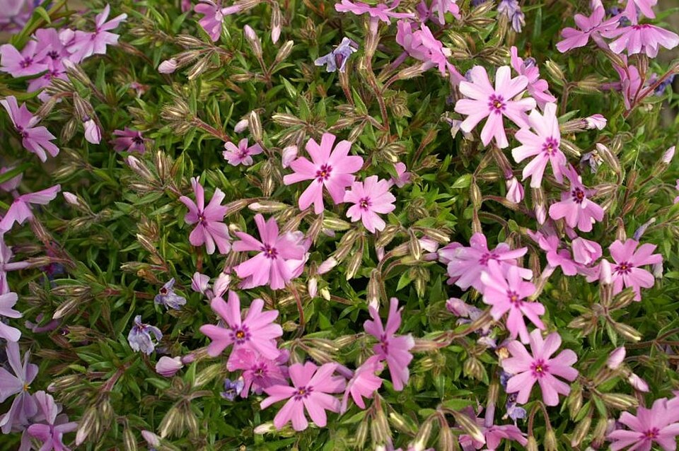 Phlox subulata 'Fort Hill' (Fort Hill Creeping Phlox) (alternate view 3)