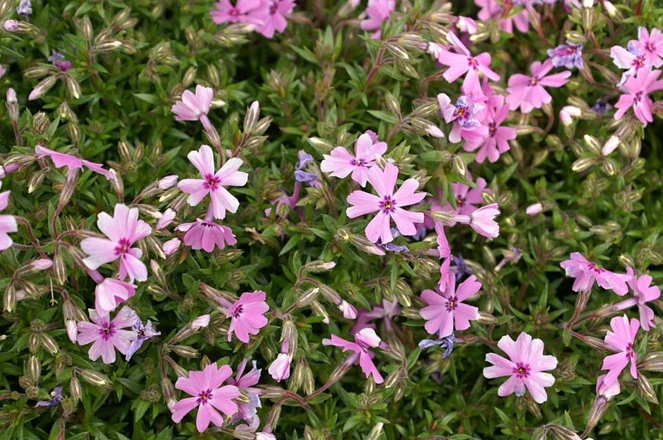 Phlox subulata 'Fort Hill' (Fort Hill Creeping Phlox) (alternate view 4)