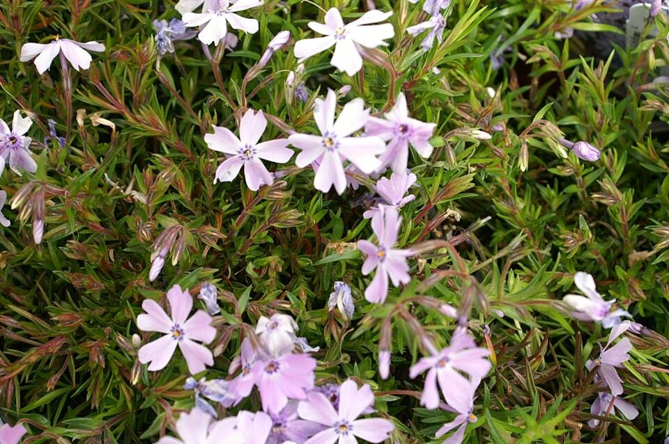 Phlox subulata 'Emerald Blue' (Emerald Blue Creeping Phlox) (alternate view 5)