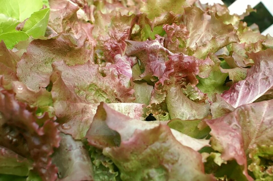 Lactuca sativa 'Red Sails' (Red Sails Lettuce)
