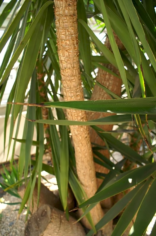 Yucca guatemalensis (Spineless Yucca)