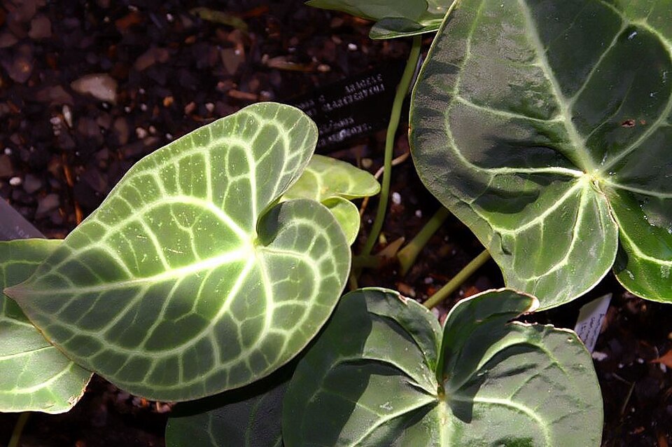 Anthurium clarinervium (Velvet Cardboard Anthurium) (alternate view 9)