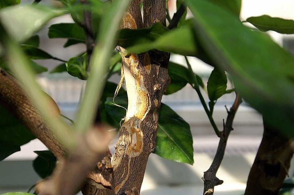Citrus reticulata 'Dancy' (Dancy Tangerine) (alternate view 2)