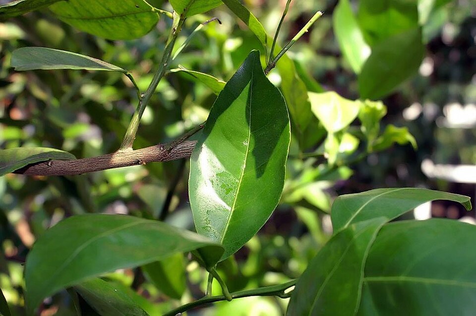 Citrus reticulata 'Dancy' (Dancy Tangerine) (alternate view 3)