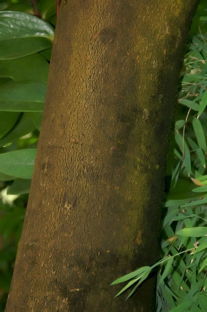 Inga edulis (Ice Cream Bean) (alternate view 6)