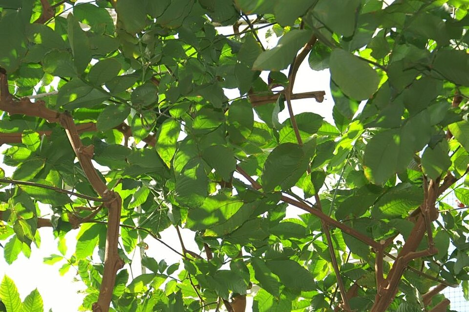 Inga edulis (Ice Cream Bean) (alternate view 7)