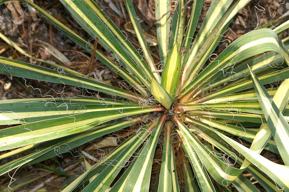 Yucca filamentosa 'Color Guard' (Color Guard Yucca) (alternate view 3)