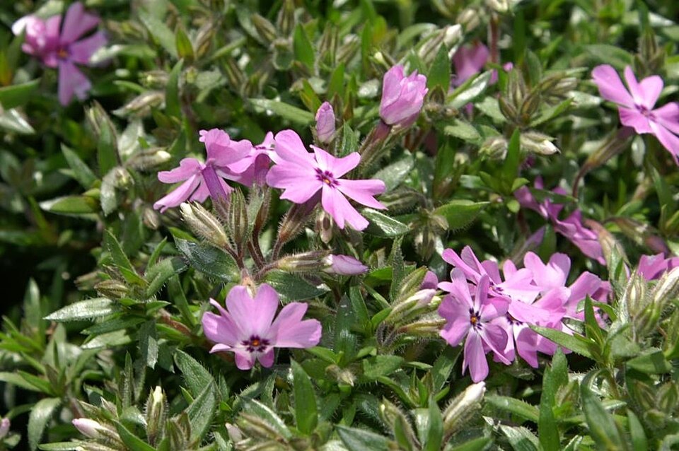 Phlox subulata 'Fort Hill' (Fort Hill Creeping Phlox) (alternate view 5)