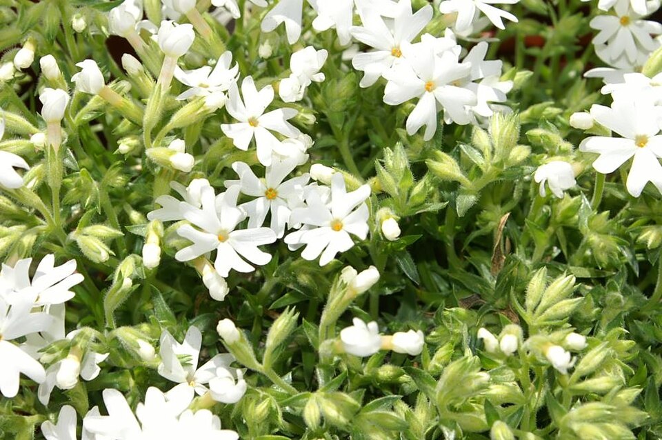 Phlox subulata 'Snowflake' (Snowflake Creeping Phlox)