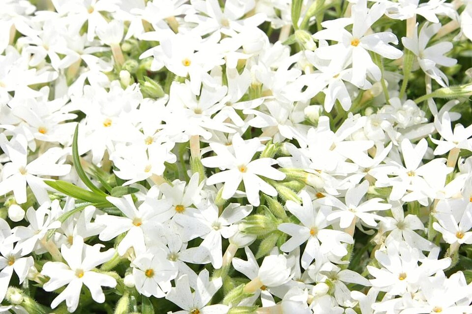Phlox subulata 'Snowflake' (Snowflake Creeping Phlox) (alternate view 2)