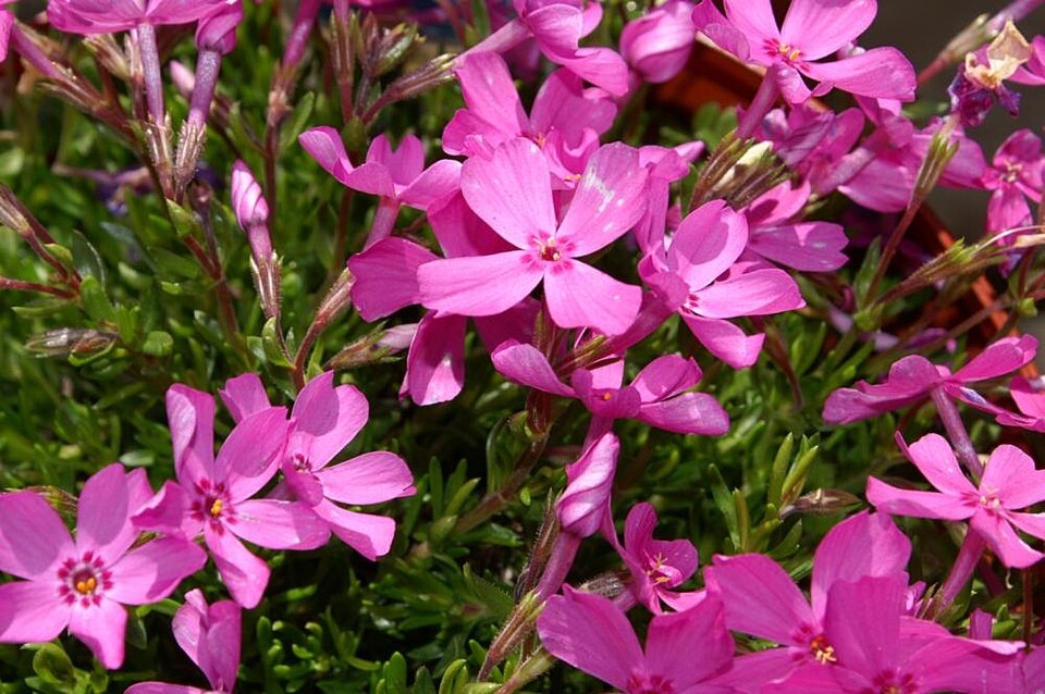 Phlox subulata 'Emerald Pink' (Emerald Pink Creeping Phlox)