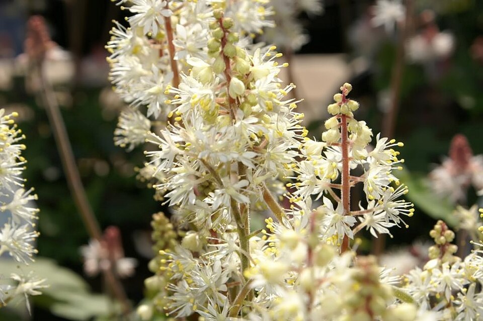 Tiarella cordifolia 'Brandywine' (Brandywine Foamflower)