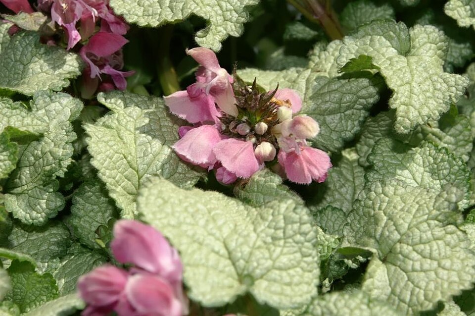 Lamium maculatum 'Beacon Silver' (alternate view 2)