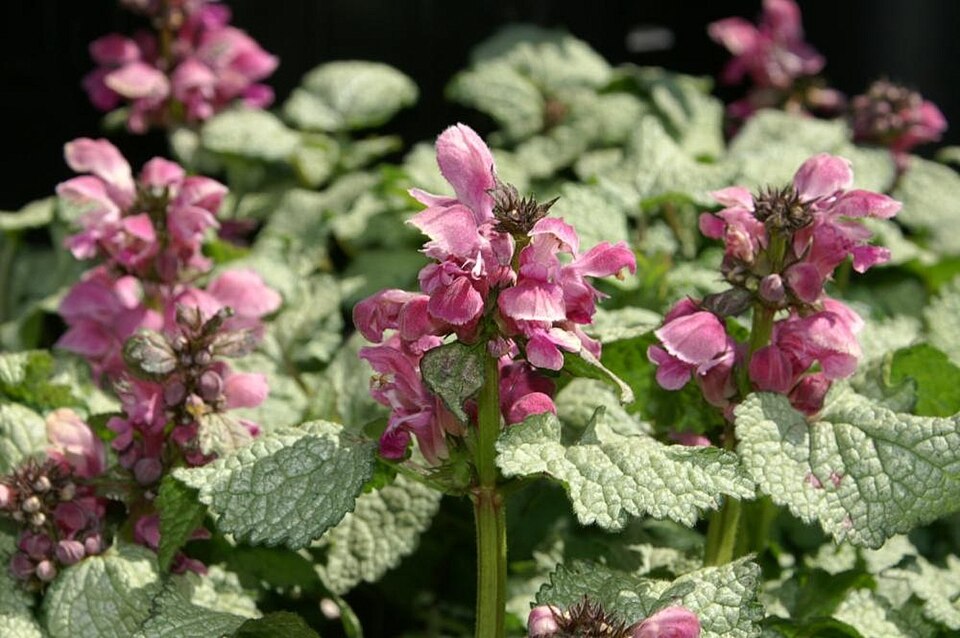 Lamium maculatum 'Beacon Silver' (alternate view 3)