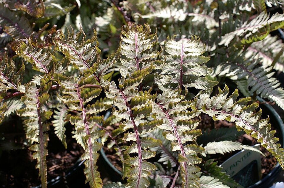 Athyrium niponicum 'Pictum' (Japanese Painted Fern) (alternate view 5)
