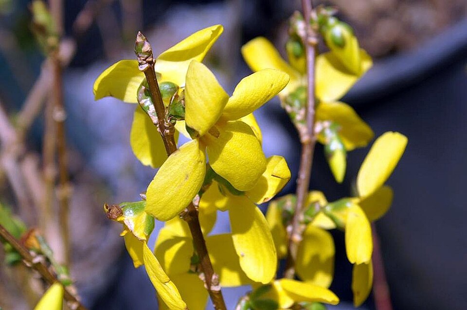 Forsythia × intermedia 'Lynwood Gold' (Lynwood Gold Forsythia) (alternate view 3)