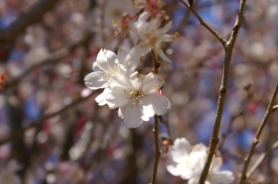 Prunus subhirtella 'Autumnalis' (Autumn Cherry Tree) (alternate view 5)