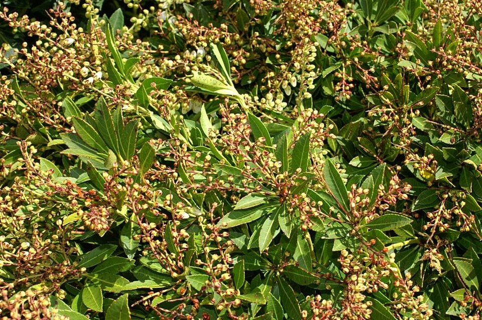 Pieris japonica 'Cavatine' (Cavatine Japanese Pieris) (alternate view 3)